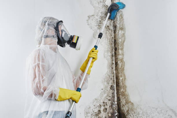 Best HVAC Mold Remediation in Midlothian, TX