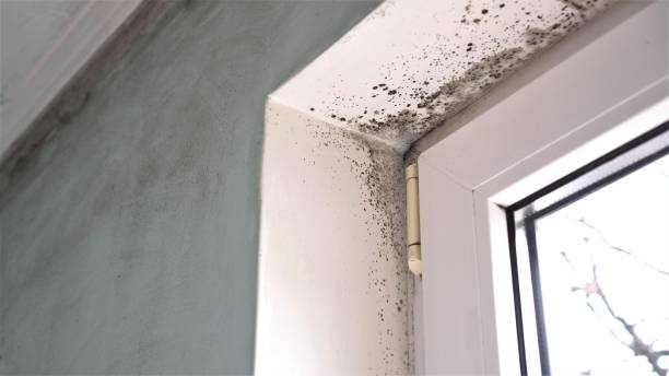 Best Post-Flood Mold Remediation in Midlothian, TX