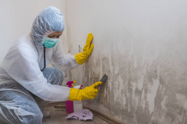 Best DIY Mold Remediation Support Services in Midlothian, TX