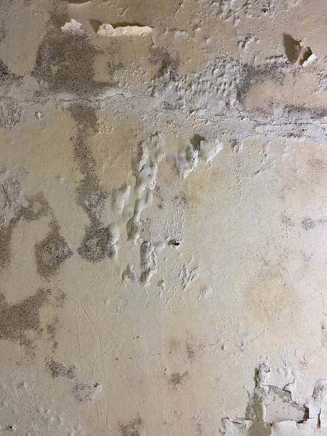 Best Industrial Mold Remediation in Midlothian, TX