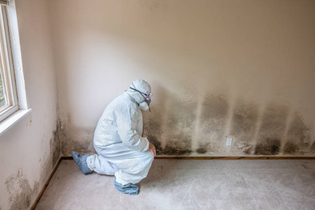 Best Crawl Space Mold Remediation in Midlothian, TX