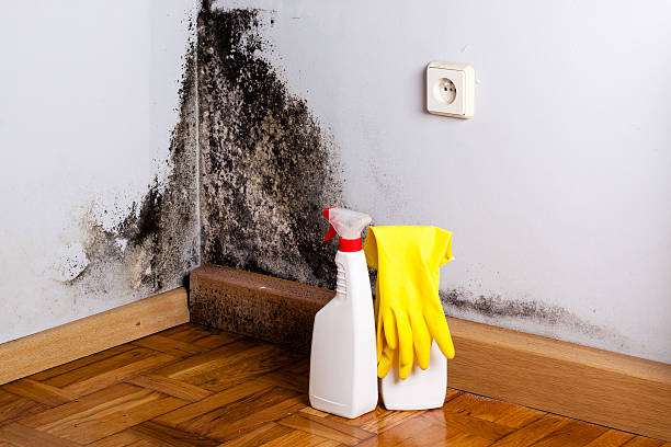 Best White Mold Remediation in Midlothian, TX