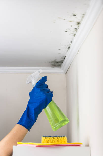 Best Kitchen Mold Remediation in Midlothian, TX